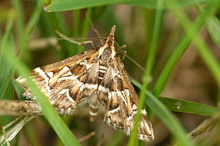 <i>Diasemia reticularis</i> Species of moth