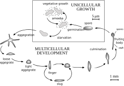 Life cycle of Dictyostelium Dicty Life Cycle H01.svg