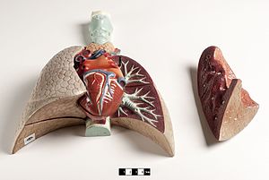 Sistema Respiratório: Sistema respiratório dos vertebrados terrestres, Ver também, Ligações externas