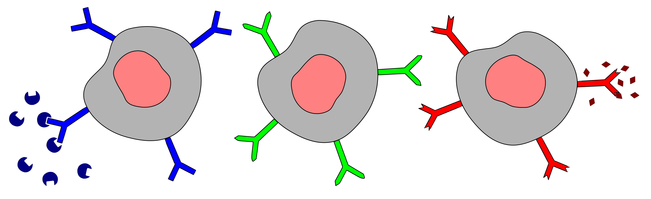 Иммуноген. Антиген рисунок. Антиген антитело. Рецепторы клетки иллюстрация. Антитело строение без фона.