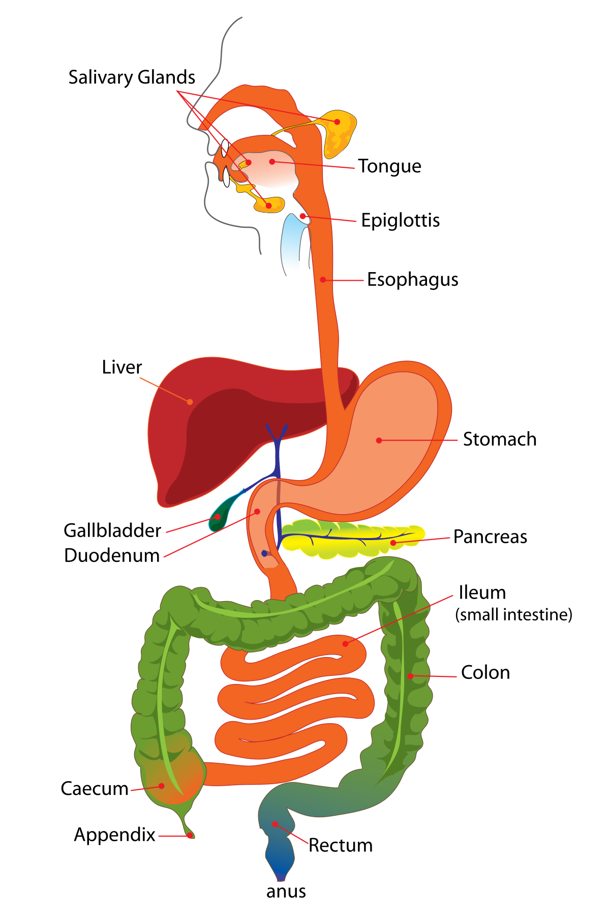 File:Sistema Digestivo y gastrico.jpg - Wikimedia Commons