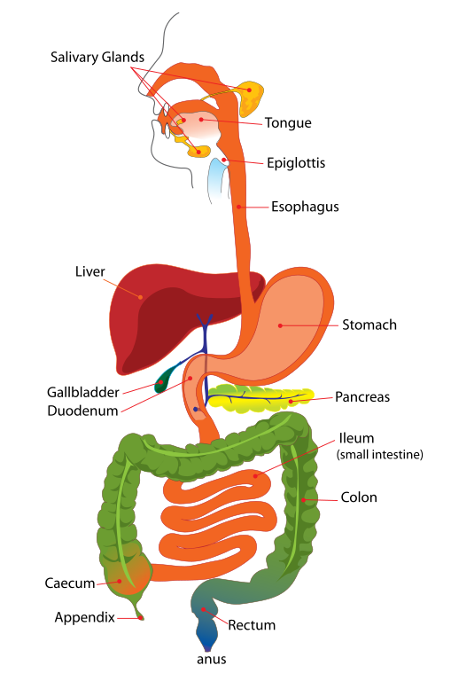 Human Digestive System: How it Works & A Guided Tour with Detailed Diagrams