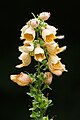 Digitalis ferruginea, Naparstnica rdzawa, 2023-07-21