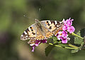 * Nomination A painted lady (Vanessa cardui) warming on lantana flowers. Sarıçam - Adana, Turkey. --Zcebeci 20:42, 17 March 2016 (UTC) * Decline The focus is off. It is primarily on the flower, not the butterfly. Ram-Man 02:47, 21 March 2016 (UTC)