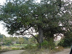 Sansibarineebenpuu (Diospyros mespiliformis)