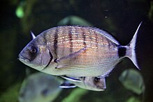 Diplodus sargus acqmilano.jpg