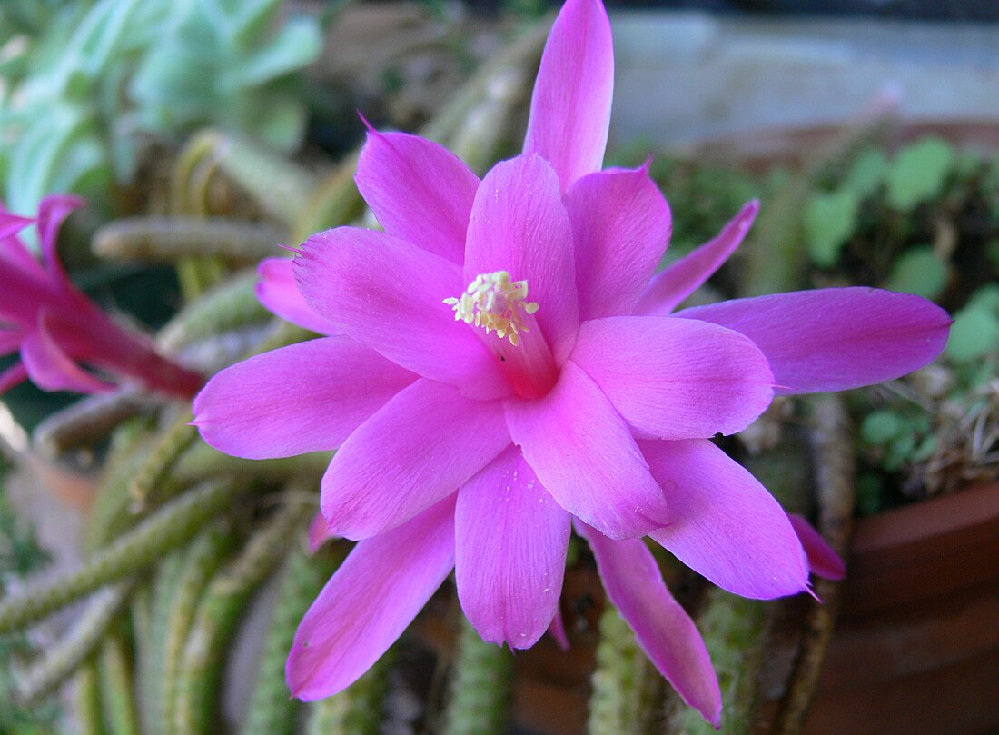 Aporocactus