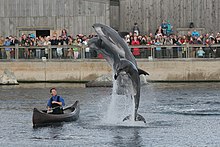 Dolphins at the Dolfijnendelta performing in a show. Dolfinarium Harderwijk.jpg