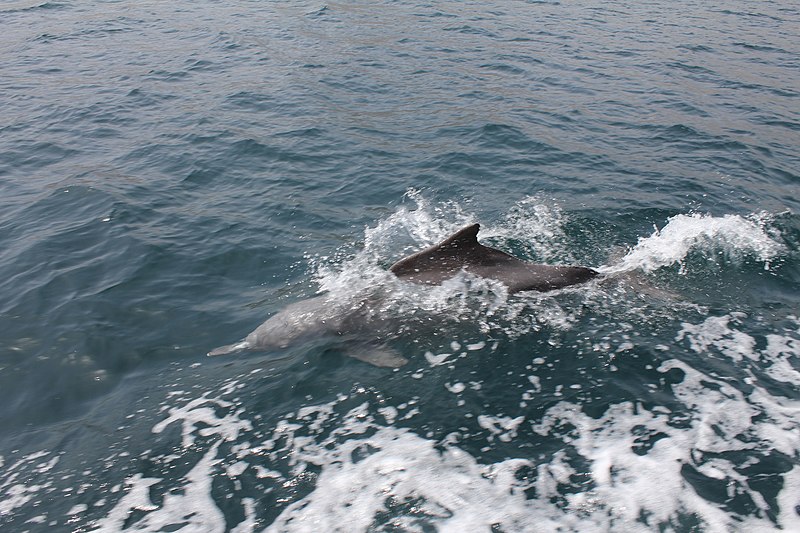 File:Dolphin - panoramio (2).jpg