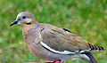 Dove - Whitewinged (12386994).jpg