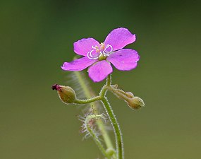 Drosera indica