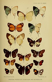 <i>Neaveia</i> Monotypic butterfly genus in family Lycaenidae