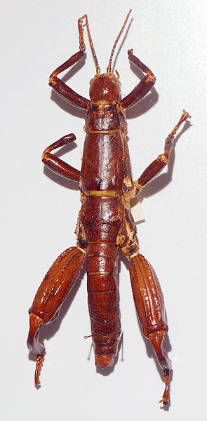 File:Dryococelus australis 02 Pengo.jpg