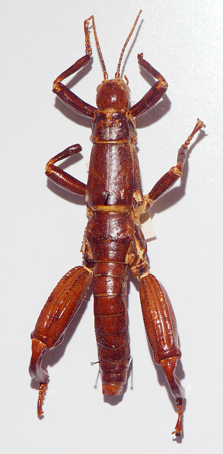 Dryococelus australis 02 Pengo.jpg