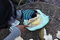 English: Cutting durian and selling the edible parts outside Siem Reap in Cambodia.