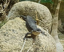 East African spiny-tailed lizard (Cordylus tropidosternum).jpg