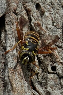 Eastern Hornet Fly (Spilomyia longicornis)