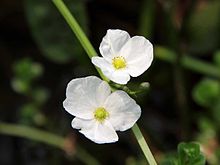 Flower view of Echinodorus grisebachii Echinodorus grisebachii - flower view 01.jpg