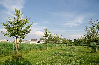 Fruitbomen in het Egeltjesbos