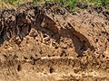 * Nomination Sand martin colony in the Büg nature reserve near Eggolsheim --Ermell 04:17, 29 June 2024 (UTC) * Promotion  Support Good quality.--Famberhorst 04:51, 29 June 2024 (UTC)