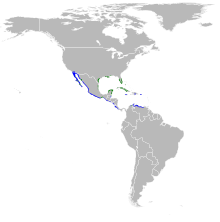 Egretta rufescens mapa.svg