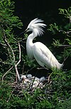 Egret