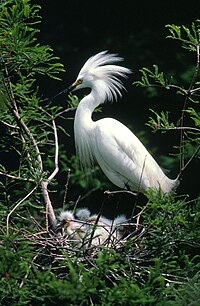 Snowy Egret and chicks