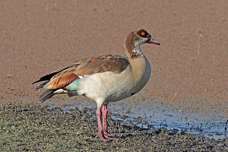 File:Egyptian Goose (Alopochen aegyptiaca), Lake Ziway, Ethiopia.jpg