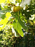 Thumbnail for Quercus × rosacea