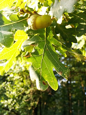 Eichenlaub mit Frucht.jpg