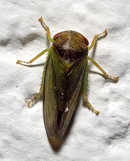 <i>Iassus lanio</i> Species of true bug