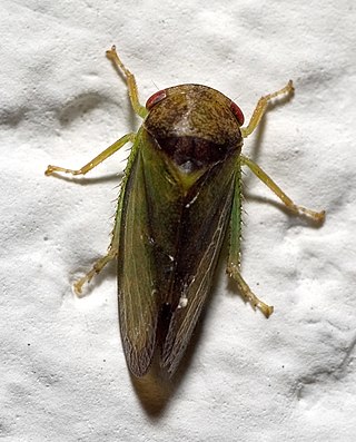 <i>Iassus</i> (leafhopper) Genus of leafhoppers