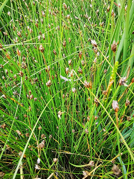 File:Eleocharis quinqueflora 83245292.jpg