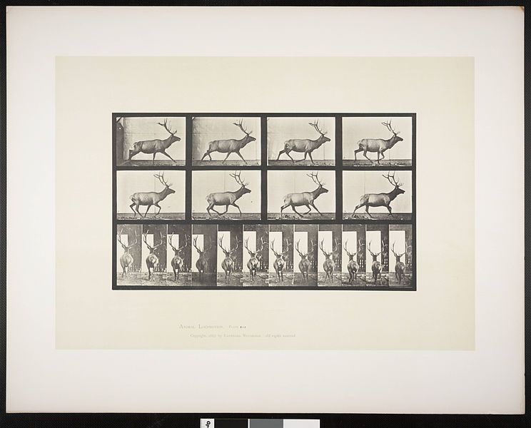 File:Elk galloping, irregular (rbm-QP301M8-1887-694).jpg