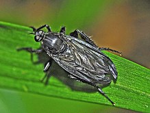 Empididae - Empis qarorgohi ciliata.JPG