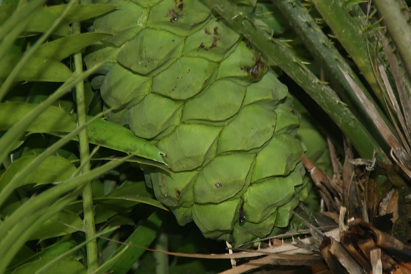 File:Encephalartos whitelockii 2zz.jpg