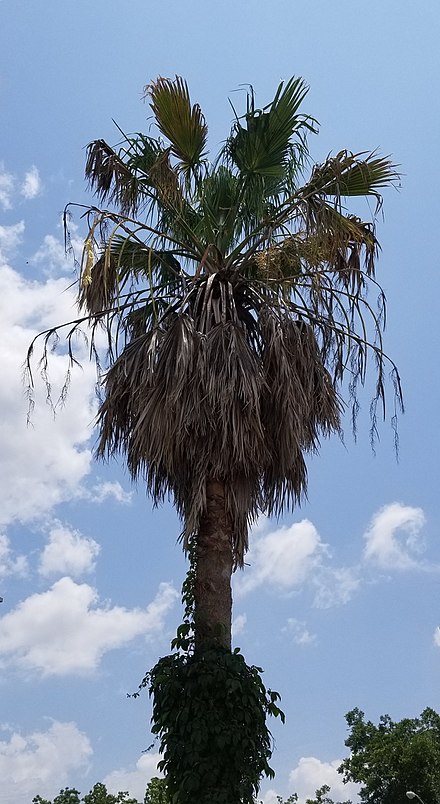 A Mexican Fan Palm tree in Enterprise, Alabama.
