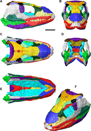 <i>Eoherpeton</i> Extinct genus of tetrapodomorphs