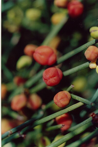 File:Ephedra equisetina.485M.jpg