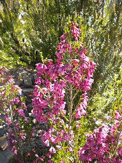 <i>Erica australis</i> Species of flowering plant