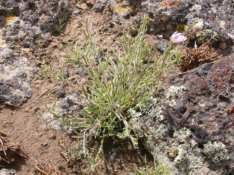 File:Erigeron pumilus (3713973873).jpg