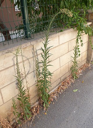 <i>Erigeron sumatrensis</i> Species of flowering plant in the daisy family Asteraceae