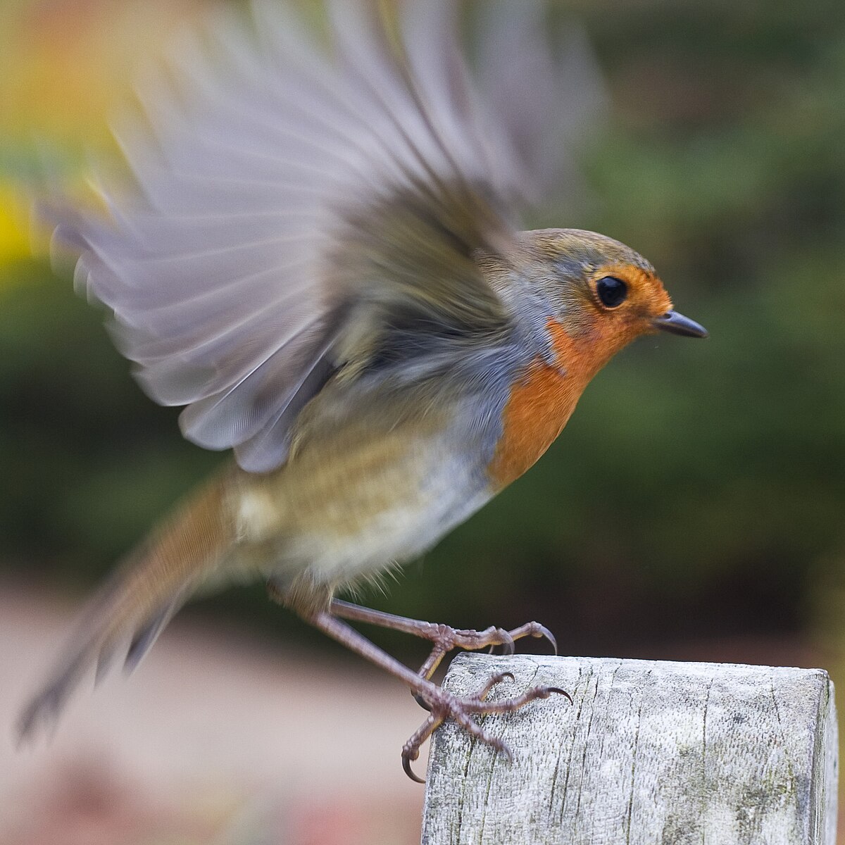 European robin - Wikipedia