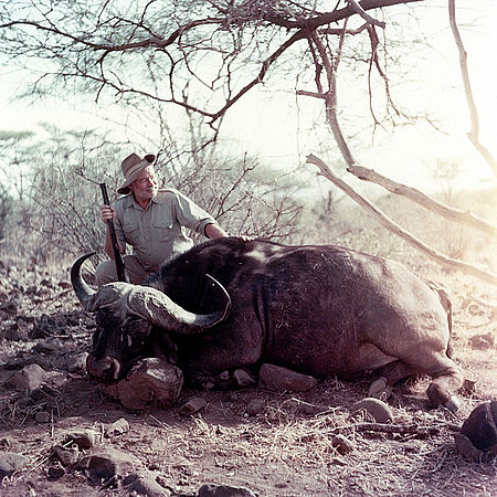 Tập_tin:Ernest_Hemingway_poses_with_water_buffalo,_Africa,_1953.jpg