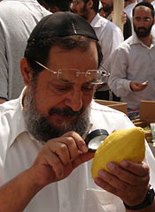 Inspecting a Yemenite citron