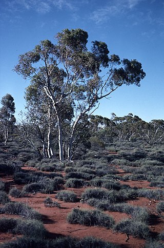 <i>Eucalyptus gongylocarpa</i> Species of plant