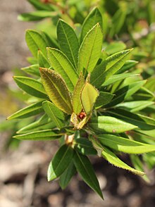 Eucryphia wilkiei RBGS.jpg