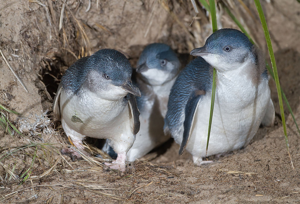 Little penguins at Bruny Island, Tasmania