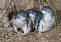 Eudyptula minor family exiting burrow.jpg