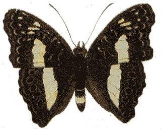 <i>Euptera kinugnana</i> Species of butterfly